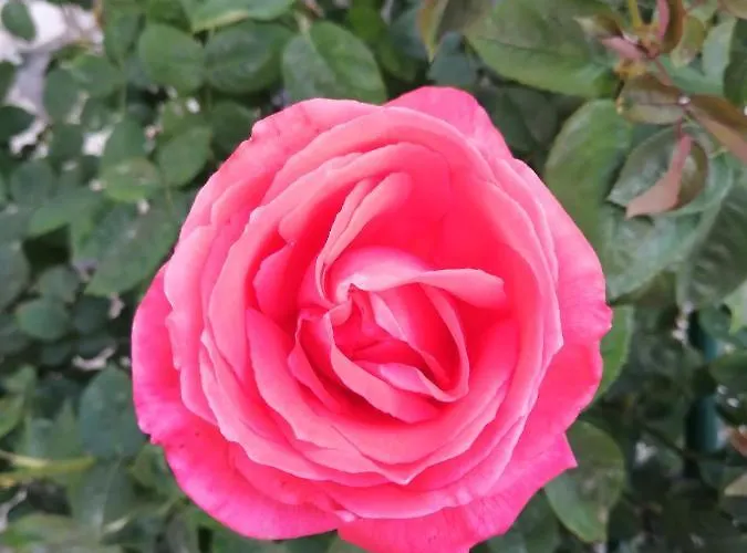 Casa Do Cesar Douro בית נופש *